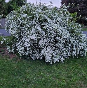 Meet your Posher, Evajane